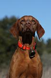 VIZSLA poil court 222